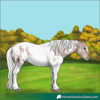 Horse Color:White Spotted Silver Brown Tobiano 