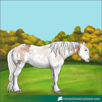 Horse Color:White Spotted Silver Brown Dun Sabino Splash 