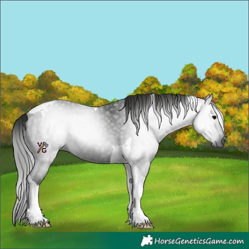 Horse Color:Gray Black Tobiano Rabicano 