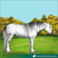 Horse Color:Gray Black Tobiano Rabicano 