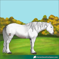 Horse Color:Gray Brown Splash Tobiano Rabicano 