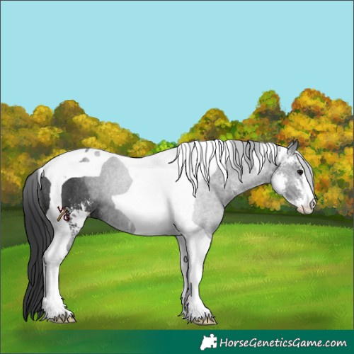 Horse Color:Black Sabino Tobiano Rabicano 