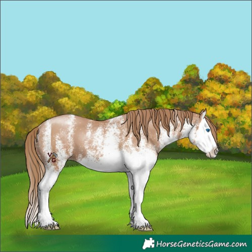 Horse Color:White Spotted Black Pearl Splash 