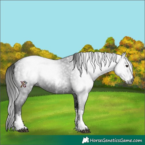 Horse Color:Gray Black Sabino Rabicano 