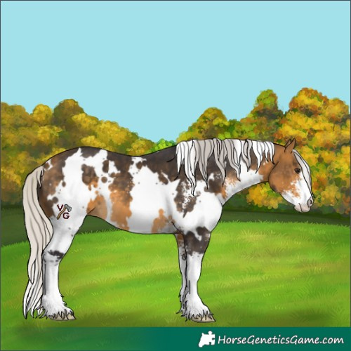 Horse Color:White Spotted Silver Buckskin Sabino 