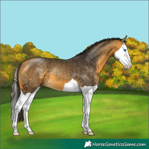 Horse Color:Buckskin Splash 