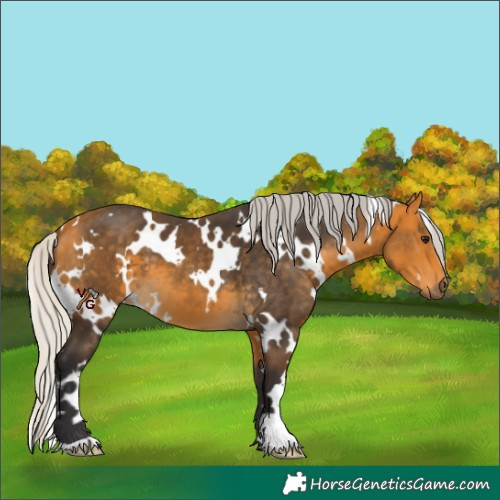 Horse Color:White Spotted Silver Buckskin 