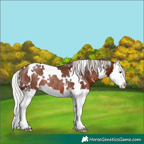 Horse Color:White Spotted Silver Brown Splash Rabicano 