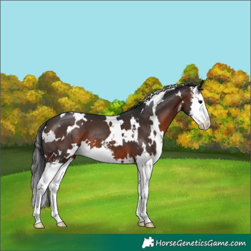 Horse Color:White Spotted Brown Sabino Splash 