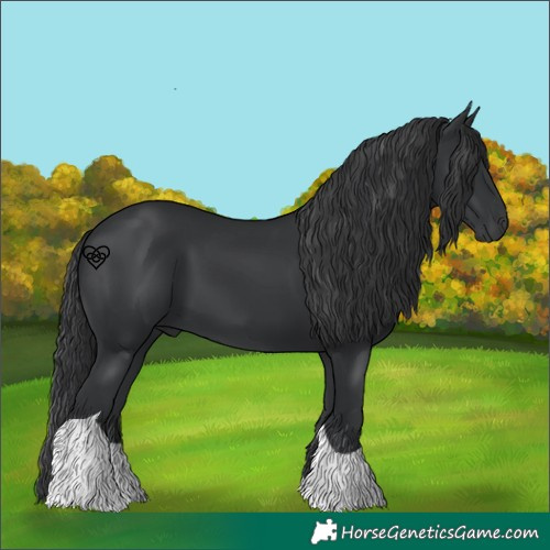 Horse Color:Black Tobiano