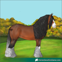 Horse Color:Bay Splash 