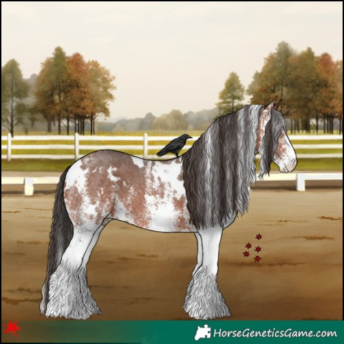 Horse Color:White Spotted Bay 
