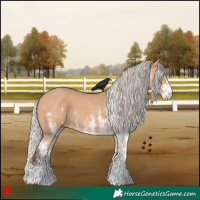 Horse Color:White Spotted Silver Bay Dun