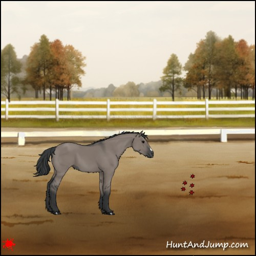 Horse Color:Grullo