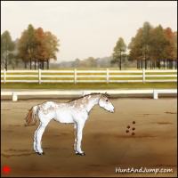 Horse Color:White Spotted Chestnut 
