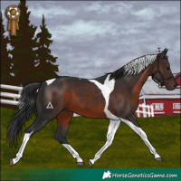 Horse Color:Brown Tobiano 