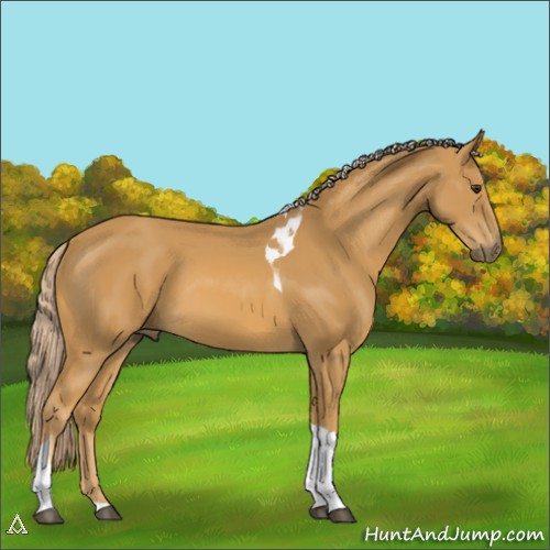 Horse Color:Palomino Tobiano 