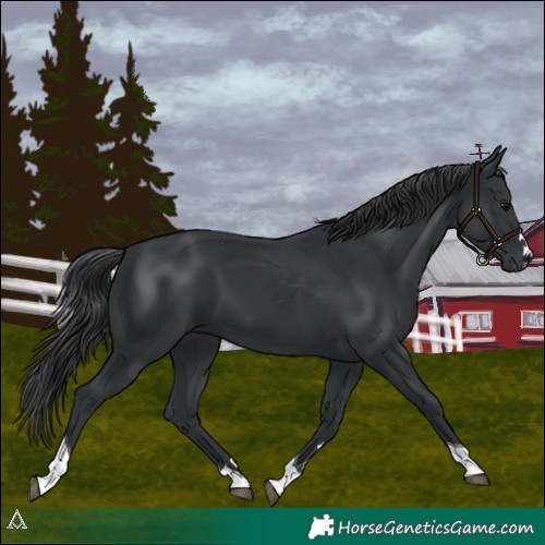 Horse Color:Black Tobiano 