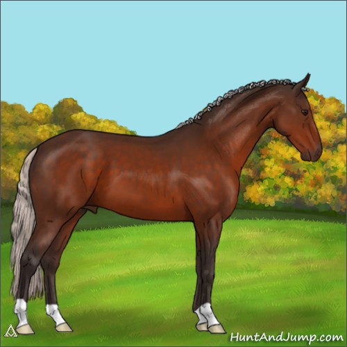 Horse Color:Silver Bay 