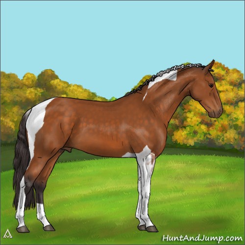 Horse Color:Buckskin Tobiano 