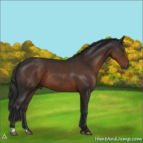 Horse Color:Liver Chestnut 