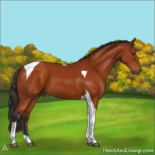 Horse Color:Buckskin Tobiano 
