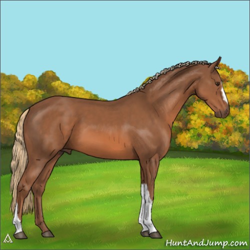 Horse Color:Chestnut 