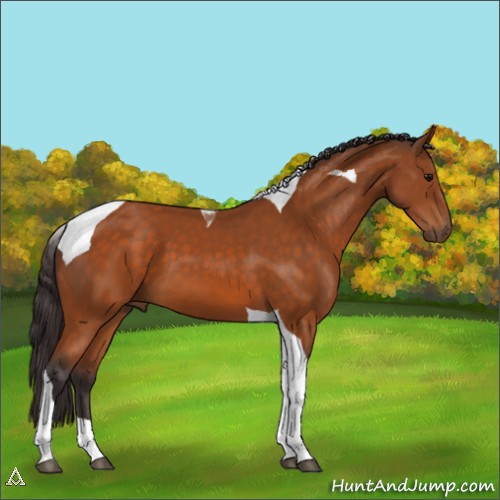 Horse Color:Buckskin Tobiano 