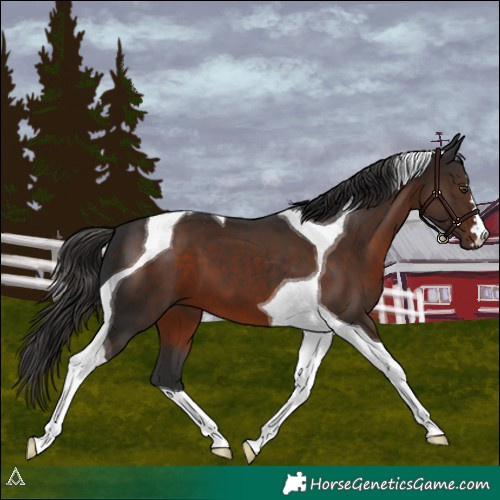Horse Color:Liver Chestnut Tobiano 