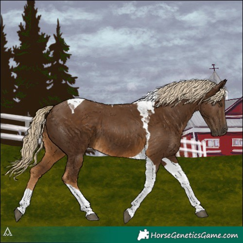 Horse Color:Chocolate Palomino Tobiano 
