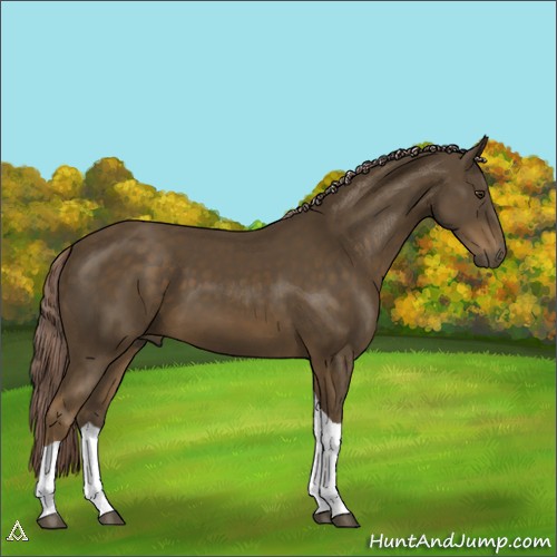 Horse Color:Chocolate Palomino Tobiano 