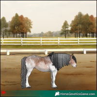 Horse Color:White Spotted Brown 