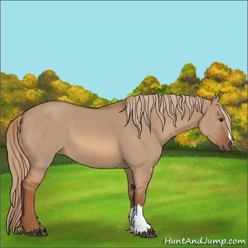 Horse Color:Red Dun 