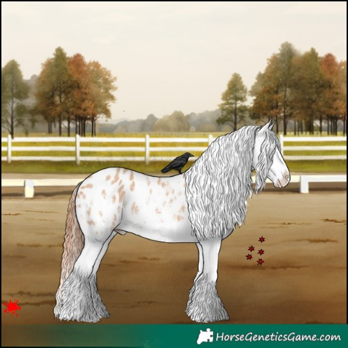 Horse Color:White Spotted Bay Dun Appaloosa 