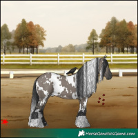 Horse Color:White Spotted Grullo