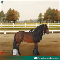 Horse Color:Bay 