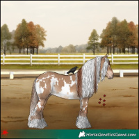 Horse Color:White Spotted Red Dun 