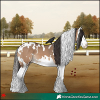 Horse Color:White Spotted Bay Dun Splash 