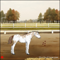 Horse Color:White Spotted Red Dun Splash Frame Appaloosa