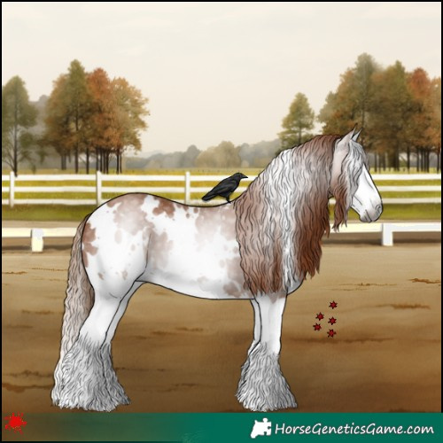 Horse Color:Gray White Spotted Chestnut Splash 