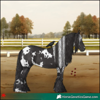 Horse Color:White Spotted Smoky Black 