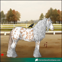 Horse Color:Red Dun Appaloosa 