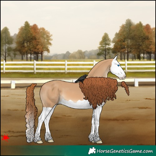 Horse Color:Red Dun Splash 