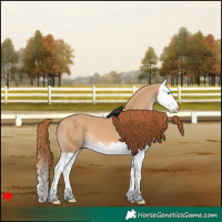 Horse Color:Red Dun Splash