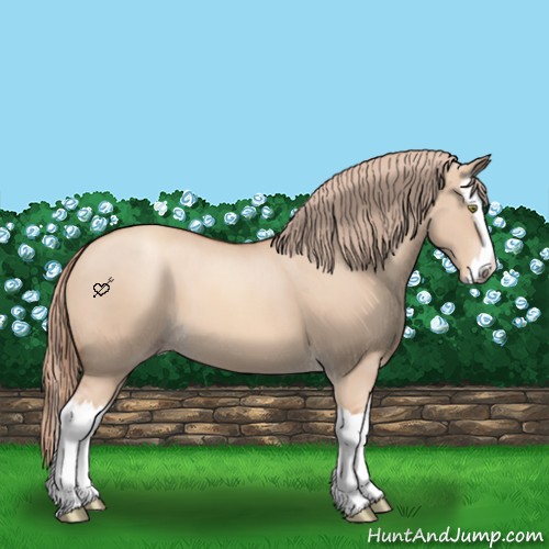Horse Color:Gold Champagne Dun Splash