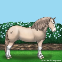 Horse Color:Gold Champagne Dun Splash 