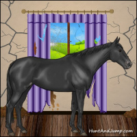 Horse Color:Black Appaloosa