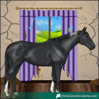 Horse Color:Black Tobiano 