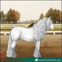 Horse Color:White Spotted Silver Buckskin Pearl Appaloosa