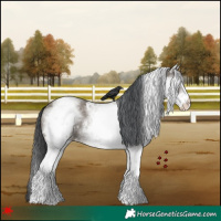 Horse Color:White Spotted Grullo 